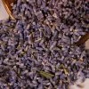 Witch Herbs Lavender | Witchcraft Herbs