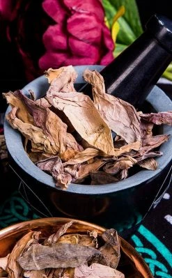 Witch Herbs Sacred Lotus | Witchcraft Herbs
